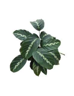 CALATHEA 'LOUISAE' Diametro Vaso 17 Cm -Vendite Forniture Da Giardino calathea louisae diametro vaso 17 cm 2
