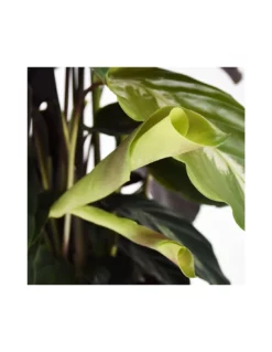 CALATHEA 'LOUISAE' Diametro Vaso 17 Cm -Vendite Forniture Da Giardino calathea louisae diametro vaso 17 cm 3