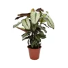 CALATHEA 'MAJESTICA, WHITE STAR' Diametro Vaso 19 Cm