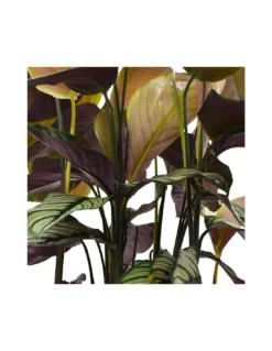 CALATHEA 'MAJESTICA, WHITE STAR' Diametro Vaso 19 Cm -Vendite Forniture Da Giardino calathea majestica white star diametro vaso 19 cm 2