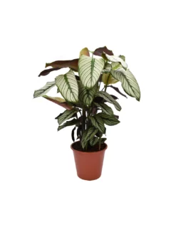 CALATHEA 'MAJESTICA, WHITE STAR' Diametro Vaso 19 Cm