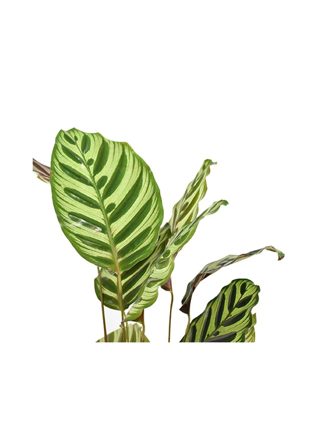 MARANTA CALATHEA MAKOYANA Diametro Vaso 17 Cm 2 MARANTA CALATHEA MAKOYANA Diametro Vaso 17 Cm - immagine 2