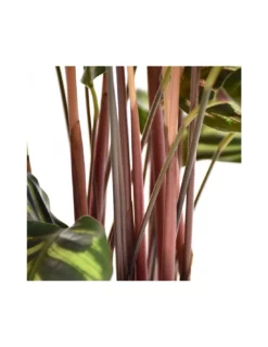 MARANTA CALATHEA MAKOYANA Diametro Vaso 17 Cm 9 MARANTA CALATHEA MAKOYANA Diametro Vaso 17 Cm -Vendite Forniture Da Giardino calathea makoyana v 17 2