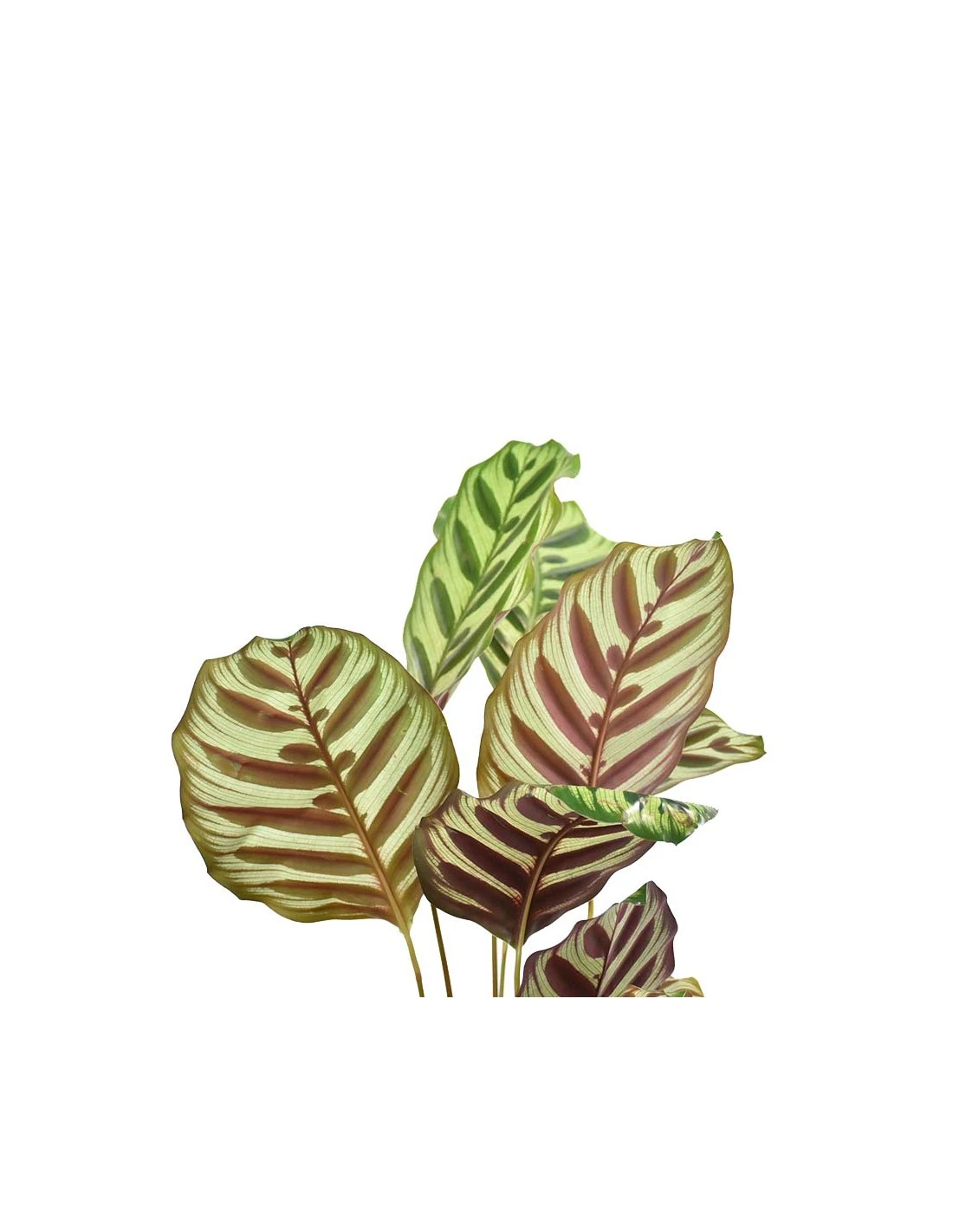 MARANTA CALATHEA MAKOYANA Diametro Vaso 17 Cm 4 MARANTA CALATHEA MAKOYANA Diametro Vaso 17 Cm - immagine 4