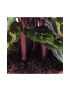 MARANTA CALATHEA MAKOYANA Diametro Vaso 17 Cm 11 MARANTA CALATHEA MAKOYANA Diametro Vaso 17 Cm -Vendite Forniture Da Giardino calathea makoyana v 17 4