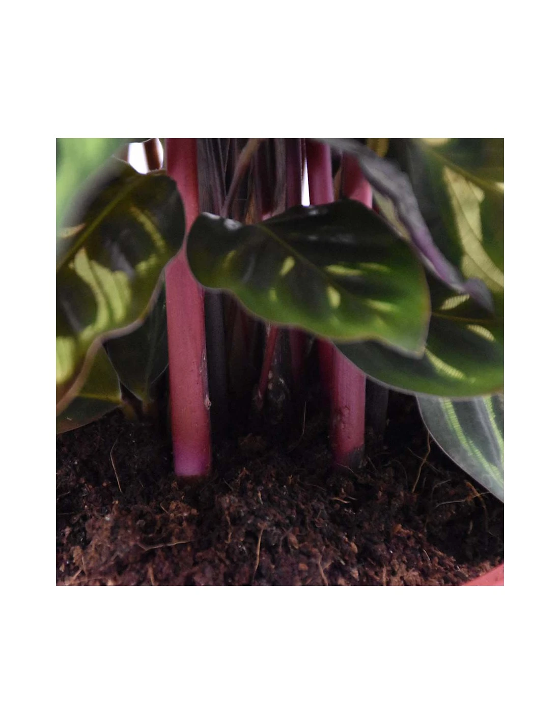 MARANTA CALATHEA MAKOYANA Diametro Vaso 17 Cm 5 MARANTA CALATHEA MAKOYANA Diametro Vaso 17 Cm - immagine 5