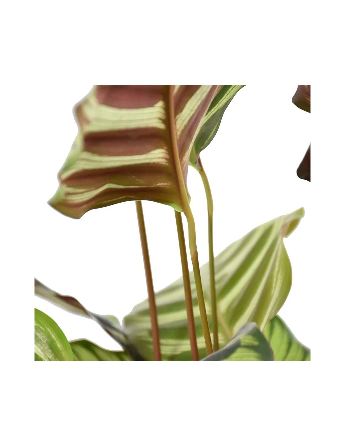 MARANTA CALATHEA MAKOYANA Diametro Vaso 17 Cm 6 MARANTA CALATHEA MAKOYANA Diametro Vaso 17 Cm - immagine 6