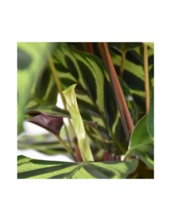 MARANTA CALATHEA MAKOYANA Diametro Vaso 17 Cm 13 MARANTA CALATHEA MAKOYANA Diametro Vaso 17 Cm -Vendite Forniture Da Giardino calathea makoyana v 17 6