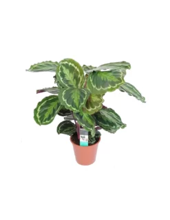 MARANTA CALATHEA MEDILLON Dimensione Vaso 19 Cm