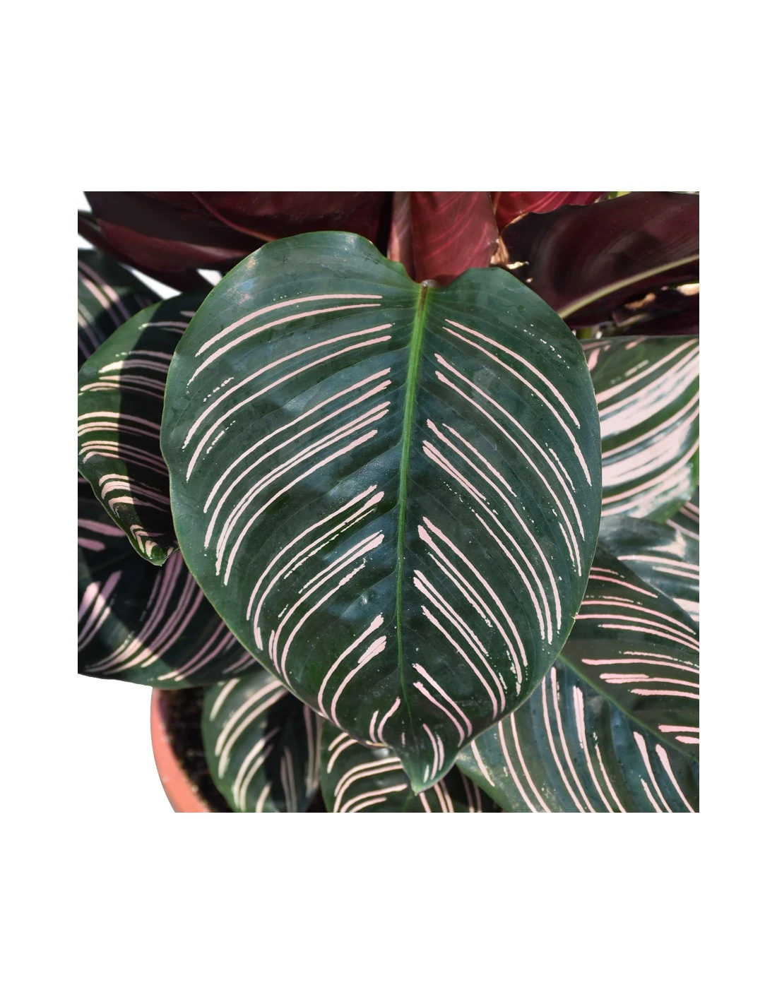 CALATHEA 'ORNATA' Diametro Vaso 19 Cm 2 CALATHEA 'ORNATA' Diametro Vaso 19 Cm - immagine 2