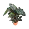 CALATHEA 'ORNATA' Diametro Vaso 19 Cm