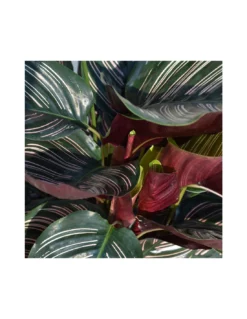 CALATHEA 'ORNATA' Diametro Vaso 19 Cm 5 CALATHEA 'ORNATA' Diametro Vaso 19 Cm -Vendite Forniture Da Giardino calathea ornata diametro vaso 19 cm 2