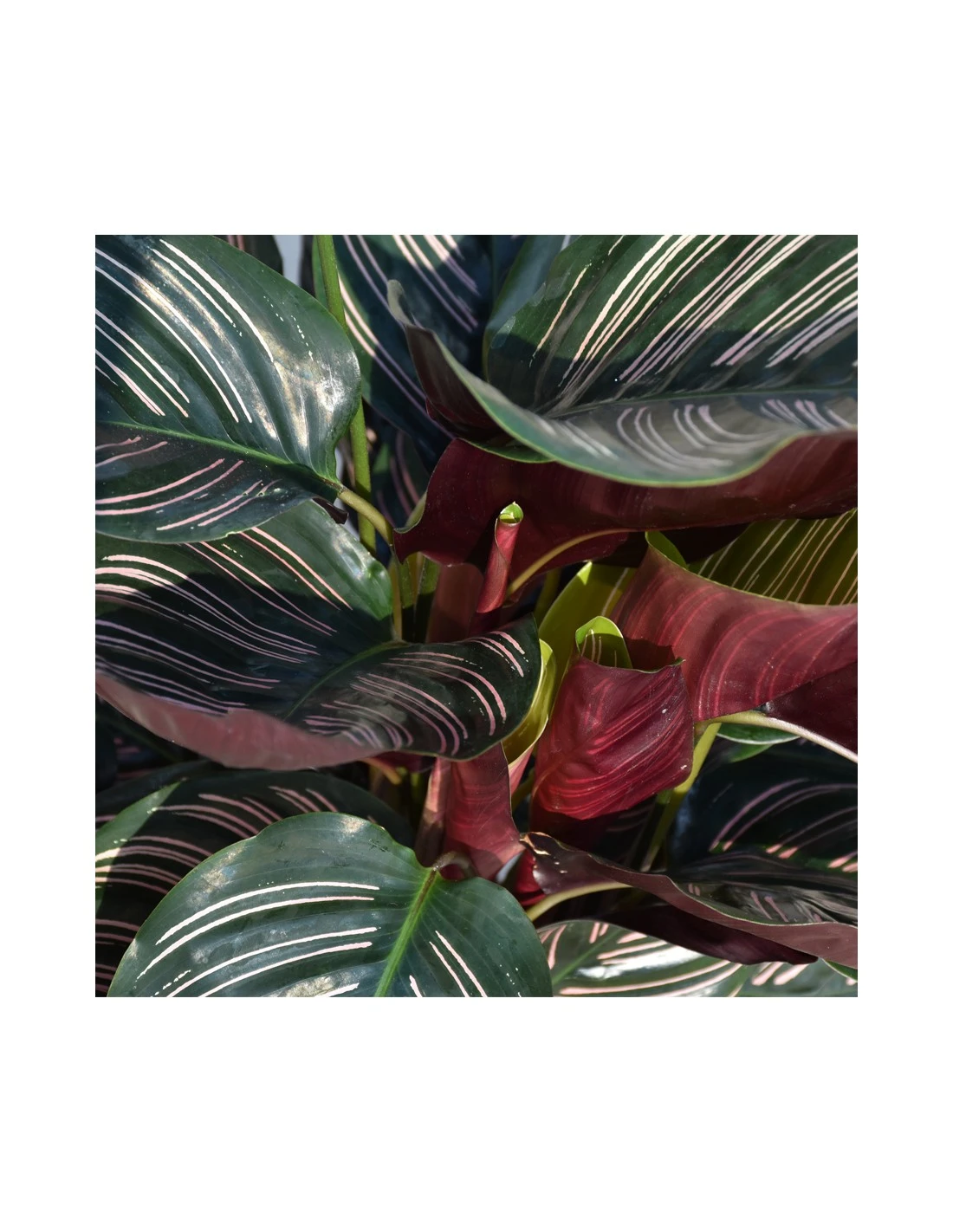 CALATHEA 'ORNATA' Diametro Vaso 19 Cm 3 CALATHEA 'ORNATA' Diametro Vaso 19 Cm - immagine 3