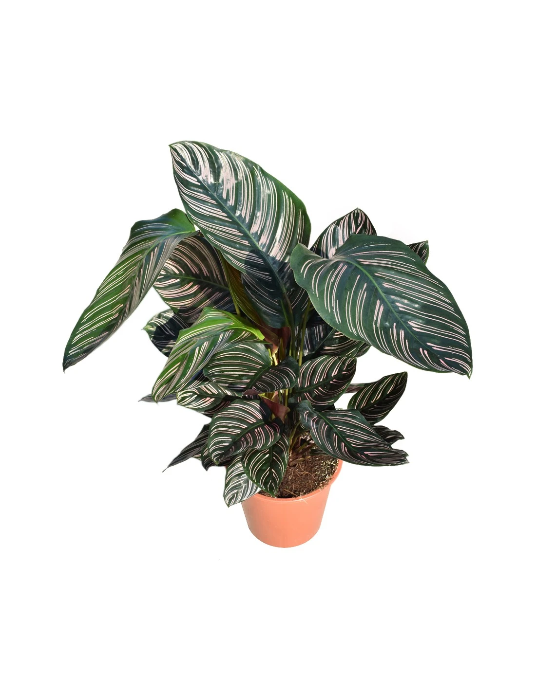CALATHEA 'ORNATA' Diametro Vaso 19 Cm 1 CALATHEA 'ORNATA' Diametro Vaso 19 Cm