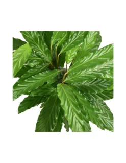 MARANTA CALATHEA RUFIBARBA 'MIROSCHA' Diametro Vaso 19 Cm -Vendite Forniture Da Giardino calathea rufibarba miroscha v 19 2