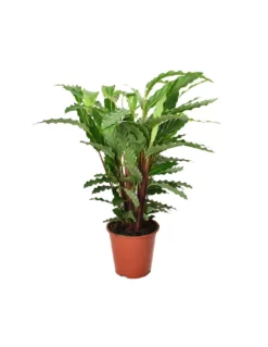 MARANTA CALATHEA RUFIBARBA 'MIROSCHA' Diametro Vaso 19 Cm