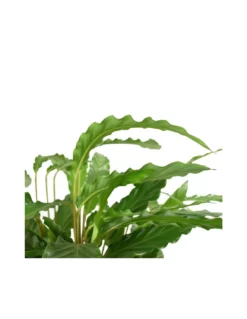 MARANTA CALATHEA RUFIBARBA 'MIROSCHA' Diametro Vaso 19 Cm -Vendite Forniture Da Giardino calathea rufibarba miroscha v 19 3