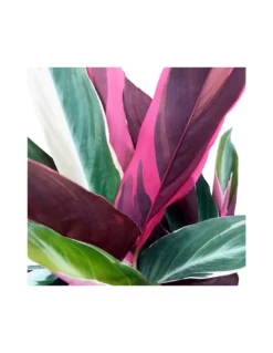 CALATHEA TRIOSTAR (STROMANTHE) Diametro Vaso 19 Cm -Vendite Forniture Da Giardino calathea triostar stromanthe diametro vaso 19 cm 2