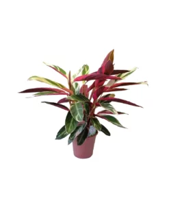 CALATHEA TRIOSTAR (STROMANTHE) Diametro Vaso 19 Cm