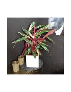 CALATHEA TRIOSTAR (STROMANTHE) Diametro Vaso 19 Cm -Vendite Forniture Da Giardino calathea triostar stromanthe diametro vaso 19 cm 3