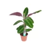 MARANTA CALATHEA WARSCEWICZII Dimensione Vaso 19 Cm
