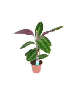 MARANTA CALATHEA WARSCEWICZII Dimensione Vaso 19 Cm