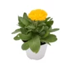 CALENDULA OFFICINALIS Diametro Vaso 14 Cm