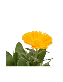 CALENDULA OFFICINALIS Diametro Vaso 14 Cm -Vendite Forniture Da Giardino calendula v14 2