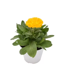 CALENDULA OFFICINALIS Diametro Vaso 14 Cm