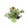 CALIBRACHOA Diametro Vaso 14 Cm
