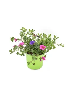 CALIBRACHOA Diametro Vaso 14 Cm -Vendite Forniture Da Giardino calibrachoa v 14 2