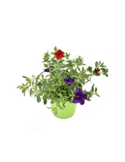 CALIBRACHOA Diametro Vaso 14 Cm