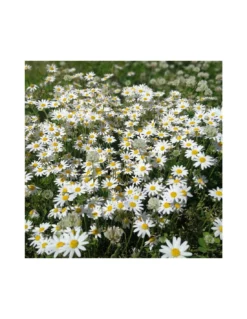 CAMOMILLA Diametro Vaso 14 Cm