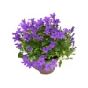 CAMPANULA 'PORT PORTO' Diametro Vaso 11 Cm