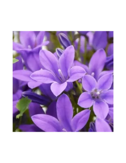 CAMPANULA 'PORTENSCHLAGIANA' Diametro Vaso 14 Cm -Vendite Forniture Da Giardino campanula portenschlagiana in vaso 14 2