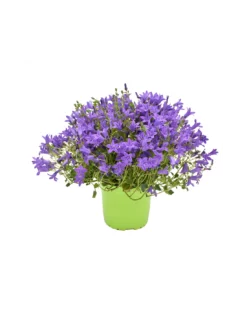 CAMPANULA 'PORTENSCHLAGIANA' Diametro Vaso 14 Cm