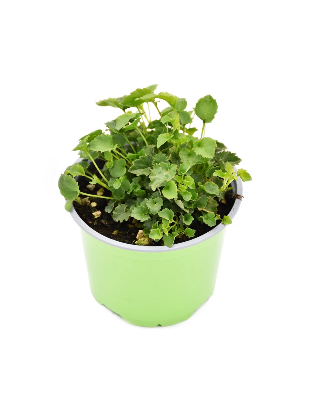 CAMPANULA POSCHARSKYANA "BLU" Diametro Vaso 12 Cm 2 CAMPANULA POSCHARSKYANA "BLU" Diametro Vaso 12 Cm - immagine 2