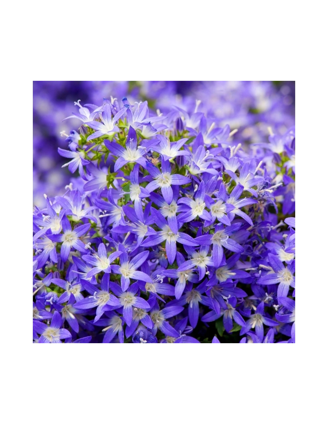 CAMPANULA POSCHARSKYANA "BLU" Diametro Vaso 12 Cm 1 CAMPANULA POSCHARSKYANA "BLU" Diametro Vaso 12 Cm