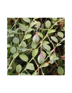 CAPPERO Diametro Vaso 14 Cm -Vendite Forniture Da Giardino cappero diametro vaso 14 cm 2