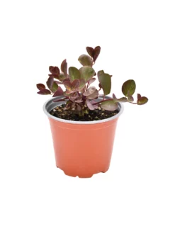 CAPPERO Diametro Vaso 14 Cm