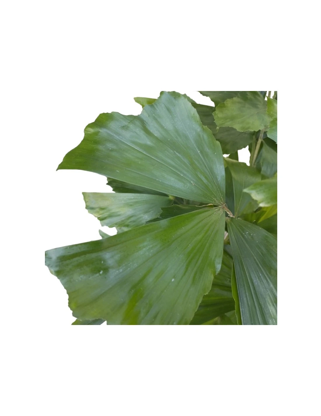 CARYOTA MITIS TUFT, Diametro Vaso 18/19 Cm 2 CARYOTA MITIS TUFT, Diametro Vaso 18/19 Cm - immagine 2