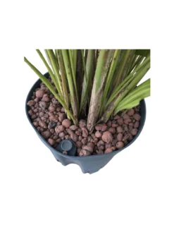 CARYOTA MITIS TUFT, Diametro Vaso 18/19 Cm 5 CARYOTA MITIS TUFT, Diametro Vaso 18/19 Cm -Vendite Forniture Da Giardino caryota mitis tuft diametro vaso 1819 cm 2