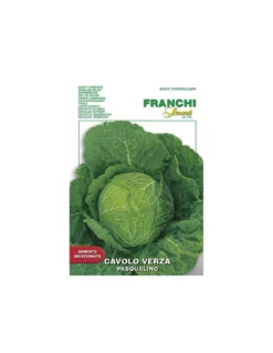CAVOLO VERZA PASQUALINO