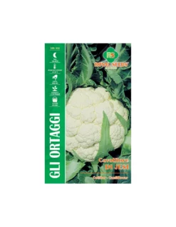 CAVOLFIORE DI JESI MAXI