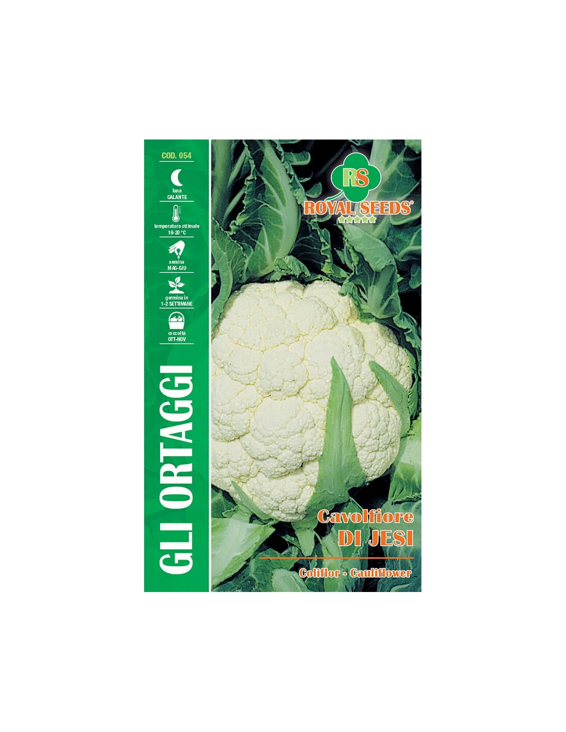 CAVOLFIORE DI JESI MAXI 1 CAVOLFIORE DI JESI MAXI