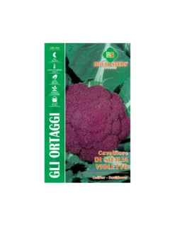 CAVOLFIORE DI SICILIA VIOLETTO MAXI
