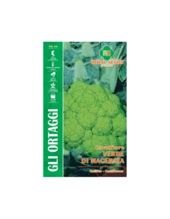 CAVOLFIORE VERDE DI MACERATA MAXI