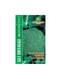 CAVOLO BROCCOLO RAMOSO CALABRESE MAXI