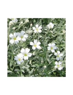 CERASTIUM TOMENTOSUM Diametro Vaso 12 Cm -Vendite Forniture Da Giardino cerastium tomentosum vaso diametro 12 cm 2