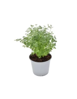 CERFOGLIO Diametro Vaso 14 Cm